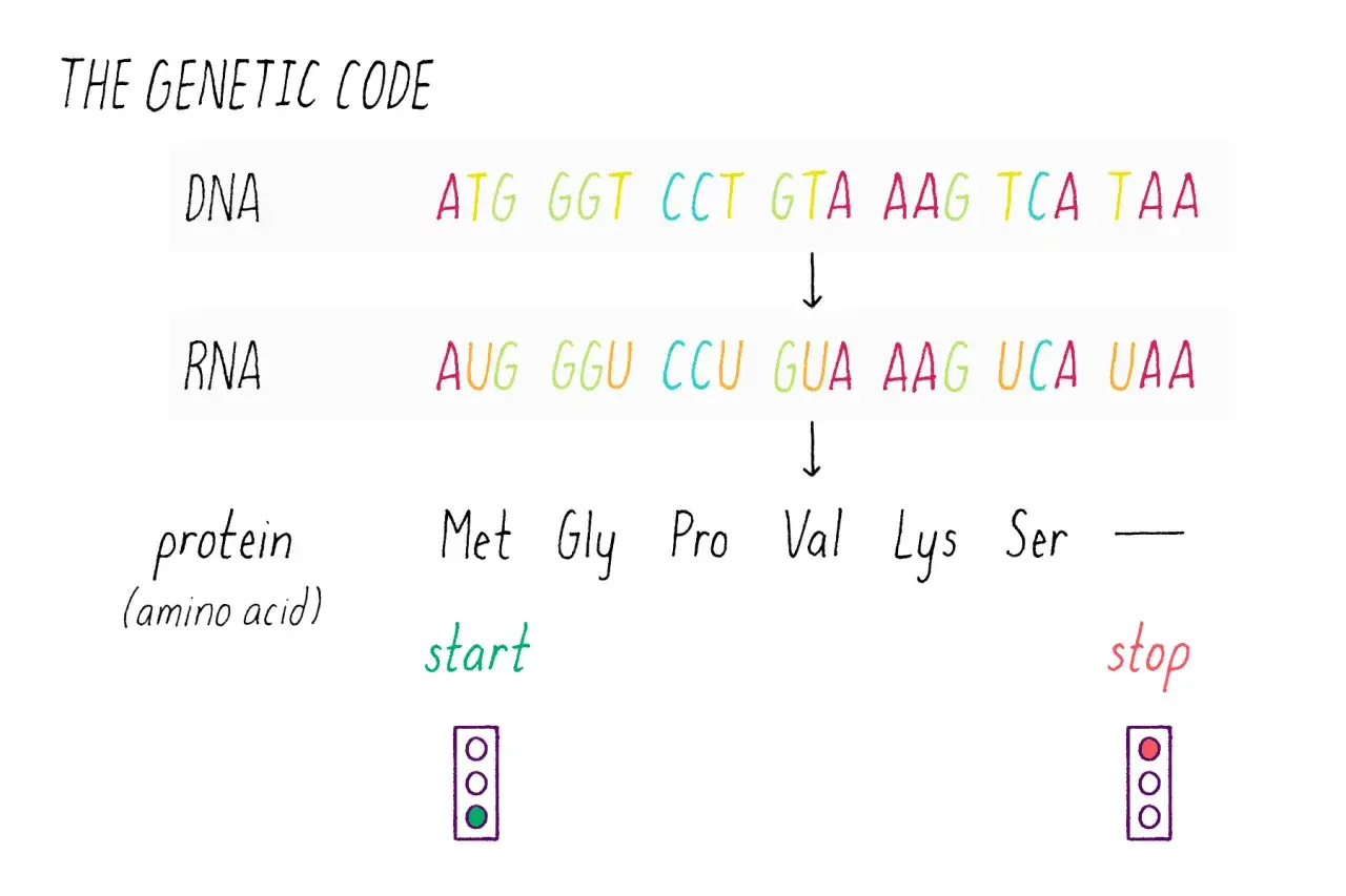 Der **DNA Aufbau** zeigt die Umwandlung von DNA zu RNA und dann zu Aminos&auml;uren. Ein Start- und Stoppsignal markieren den Beginn und das Ende.