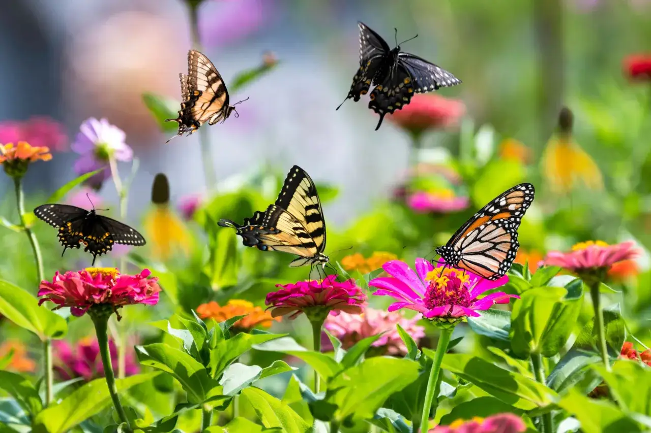Cinq papillons aux couleurs vives butinent des fleurs roses et oranges. On voit un monarque, un porte-queue et d'autres, illustrant que mange un papillon : le nectar des fleurs.