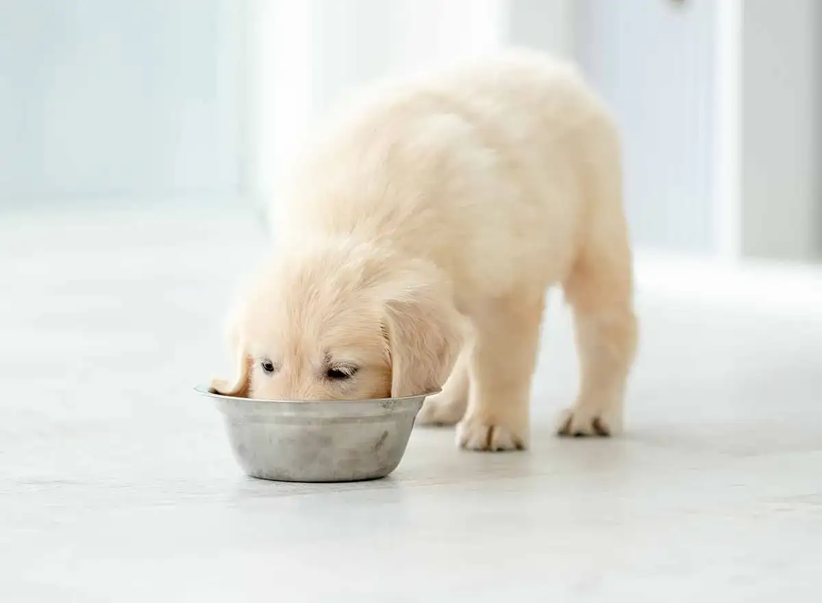 Un tierno cachorro de 3 meses disfruta de su comida para cachorros en un cuenco met&aacute;lico.