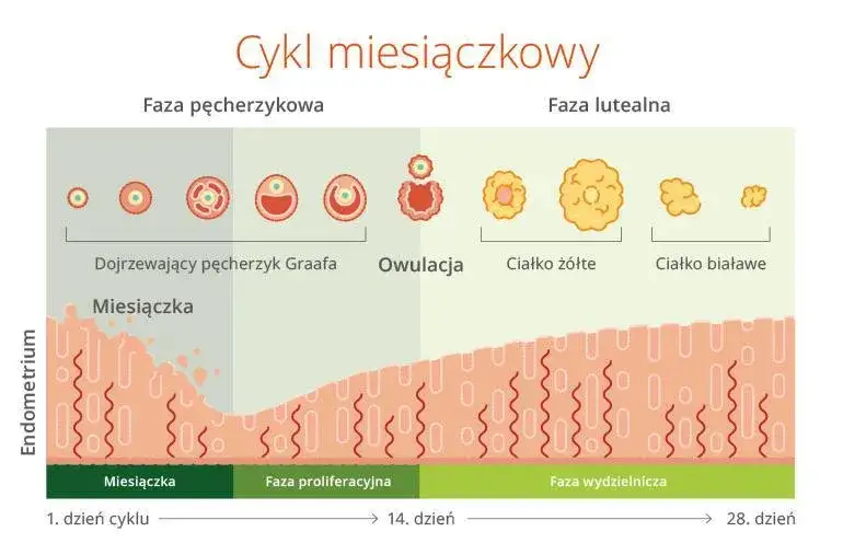 cykl miesiączkowy owulacja zapłodnienie
