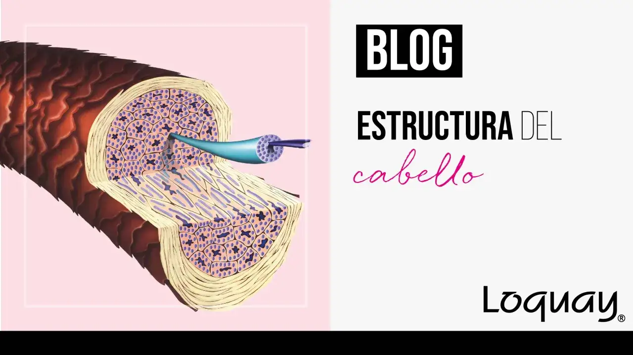 Ilustraci&oacute;n de la estructura del cabello, mostrando d&oacute;nde se encuentra la queratina en las capas internas.