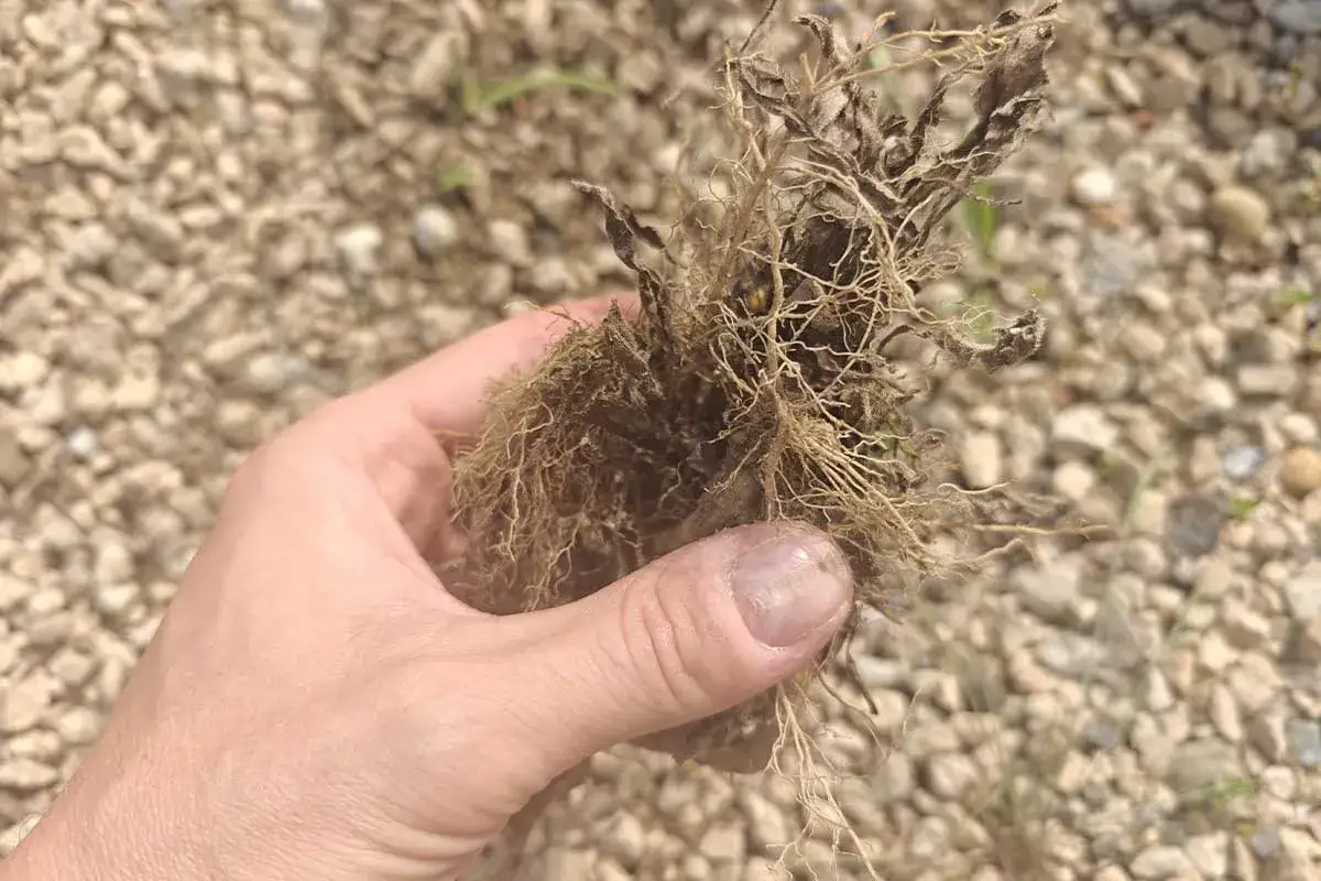 Main d'une personne tenant un plant mort aux racines sèches, preuve d'un désherbant naturel qui tue les racines.