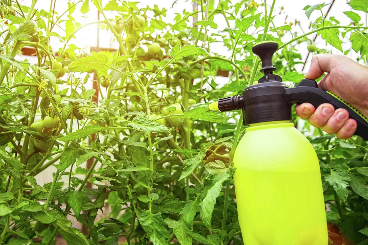 Pulverizador rocía plantas de tomate. Se exploran las propiedades del amoniaco para el crecimiento vegetal.
