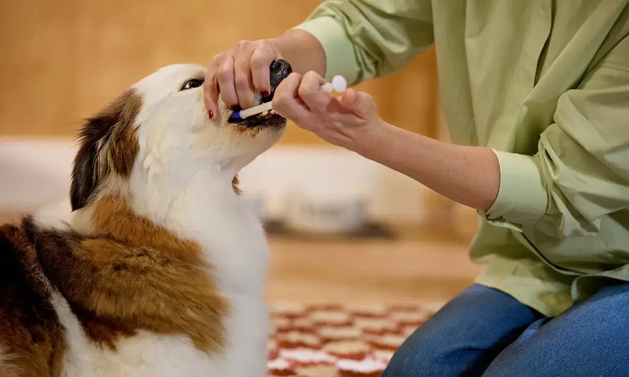 Persona administra medicina a un perro. La persona usa un aplicador para darle una pastilla a su mascota.