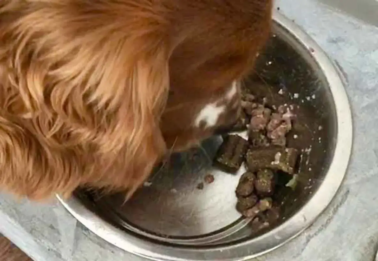 En brun hund &auml;ter ur en metallsk&aring;l med mat. Maten ser ut som bitar av k&ouml;tt och n&aring;got gr&ouml;nt, kanske vitk&aring;l.