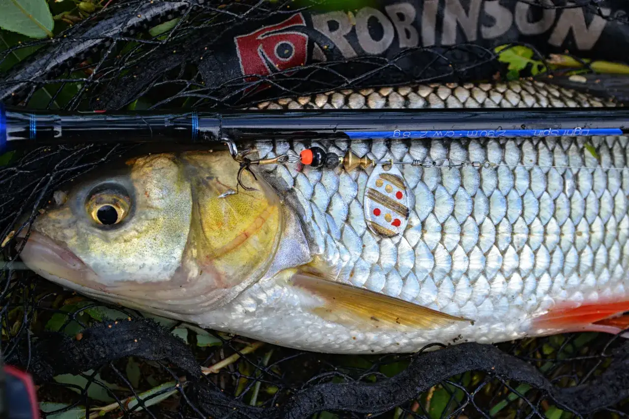 Klenie złowione na spinning. Widoczny przypon z obrotówką, haczyk i oko ryby. To dowód, jak łowić klenie na spinning.