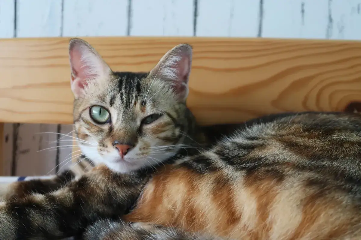 Gatto tigrato con un occhio socchiuso, forse un segnale per capire se il gatto sta male. Il suo sguardo è intenso e curioso.