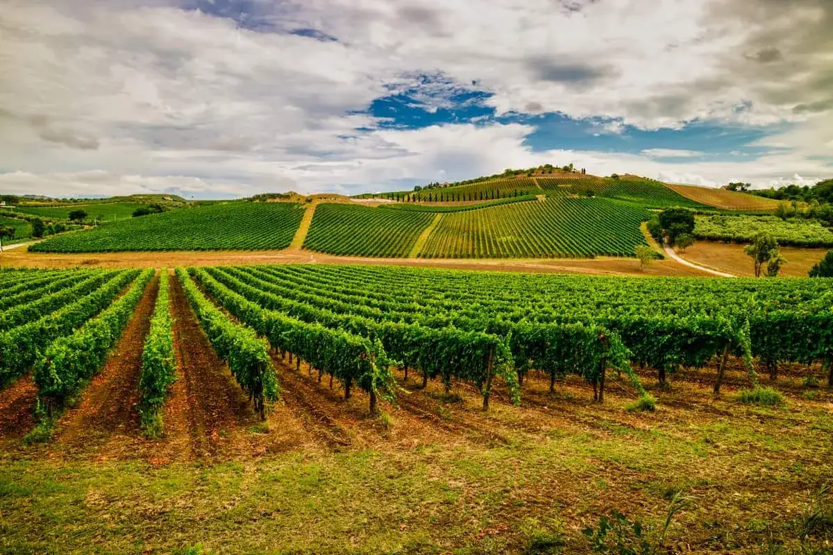 Colline verdi con filari di viti rigogliose, promessa di un ottimo montepulciano wine. Cielo nuvoloso.