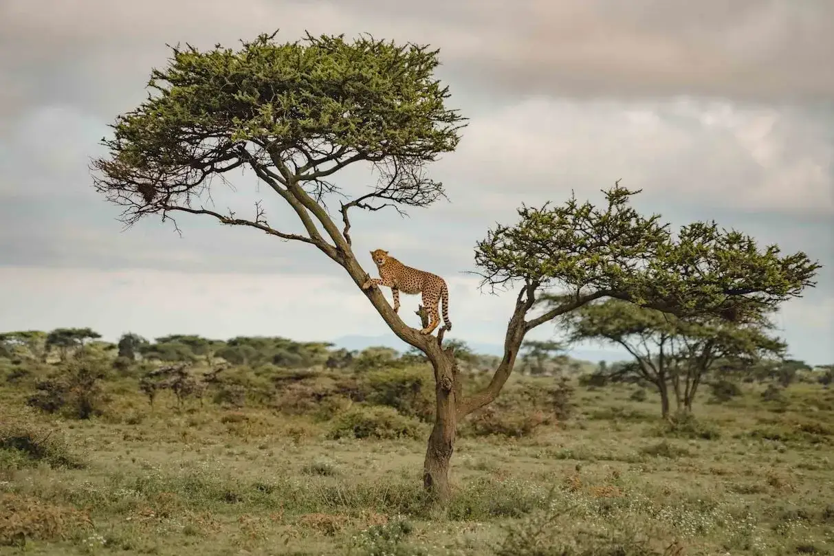 Gepard kl&auml;ttrar i ett tr&auml;d under en safari i Tanzania.