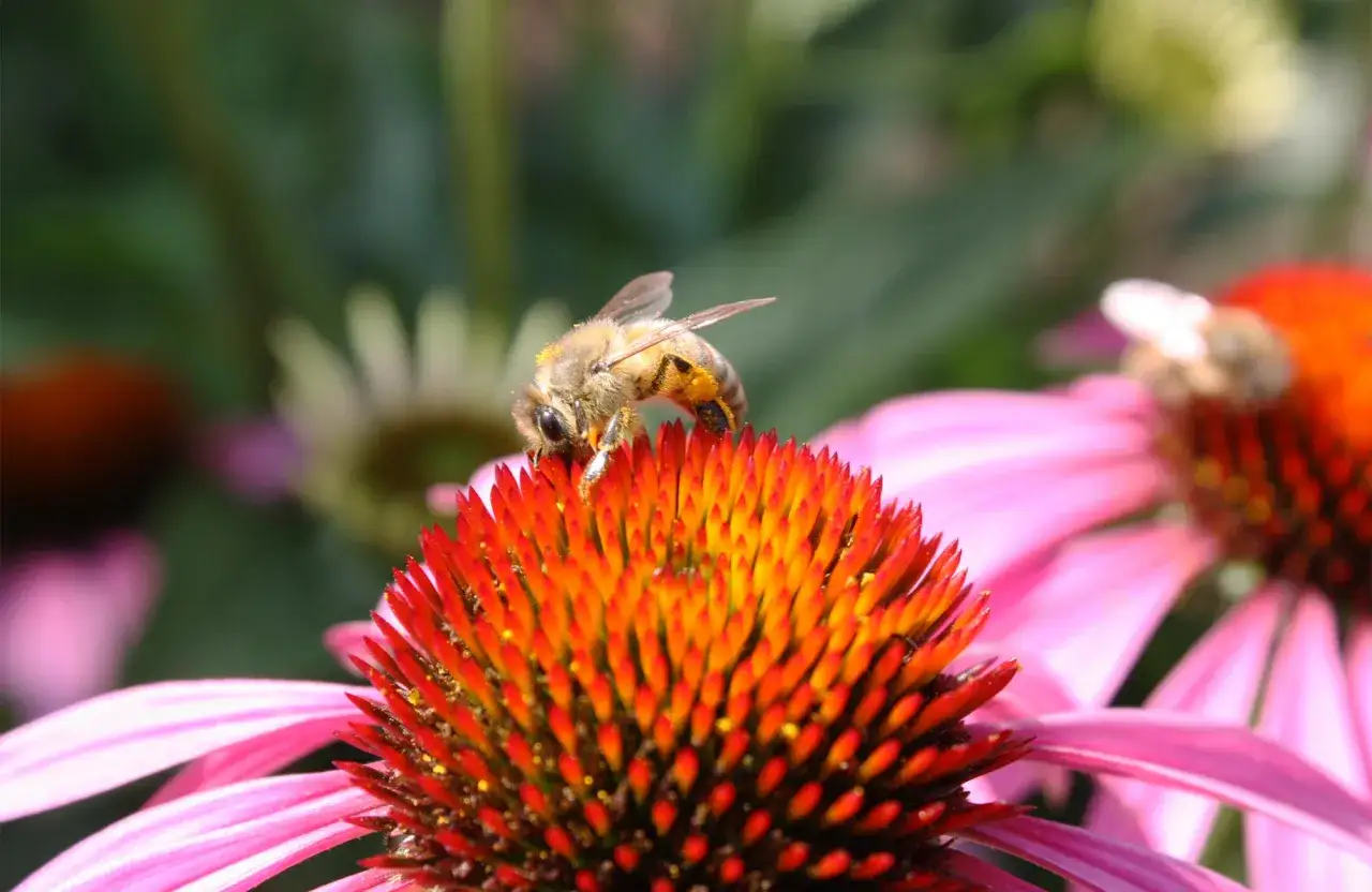 Eine Biene sammelt Nektar auf einem Sonnenhut. Der sonnenhut standort ist ein Paradies für Insekten.