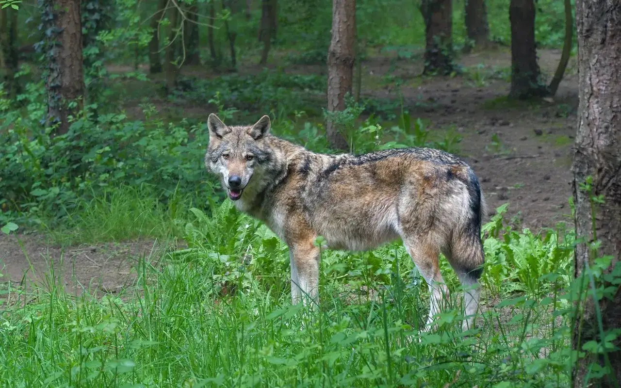 Wilk w lesie, z zaciekawieniem spogląda w obiektyw. Czy można oswoić wilka? To dzikie zwierzę, kt&oacute;re najlepiej czuje się w swoim naturalnym środowisku.