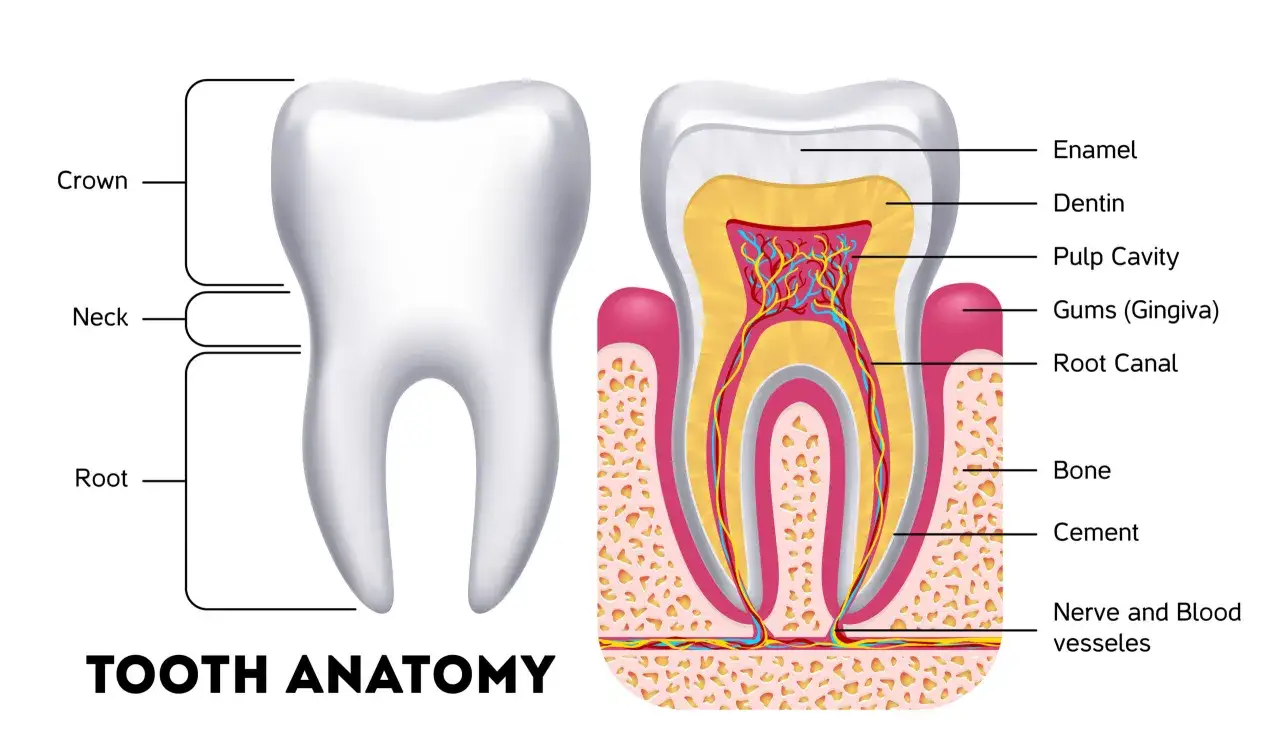 Anatomia del dente: smalto, dentina, polpa, gengive, canale radicolare, osso, cemento, nervi e vasi sanguigni. Comprendere queste parti aiuta a capire le cause dei denti sensibili.