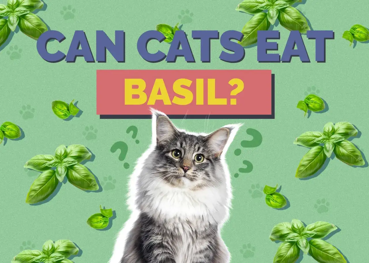 A fluffy cat looks up, surrounded by basil leaves and question marks, as the text asks