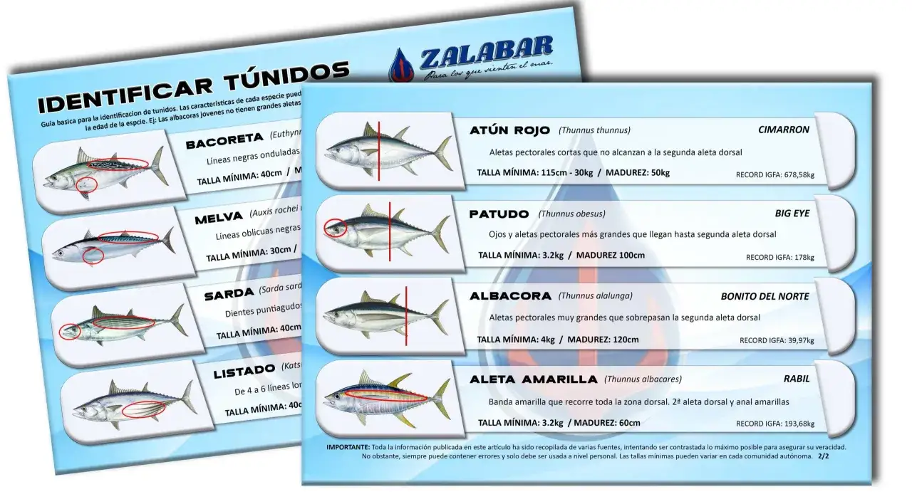 Gu&iacute;a visual para identificar at&uacute;n y bonito, mostrando sus caracter&iacute;sticas y tallas m&iacute;nimas. Diferencia entre at&uacute;n y bonito.