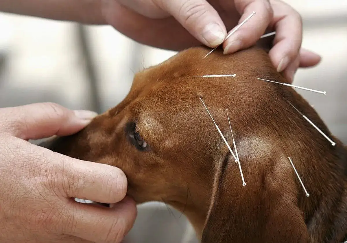 Manos aplican finas agujas en la cabeza de un perro para acupuntura canina.