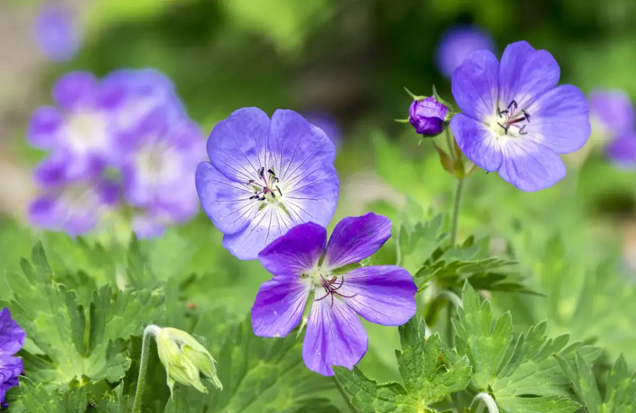 Fleurs violettes de géranium vivace, avec des pétales délicats et des feuilles vertes.