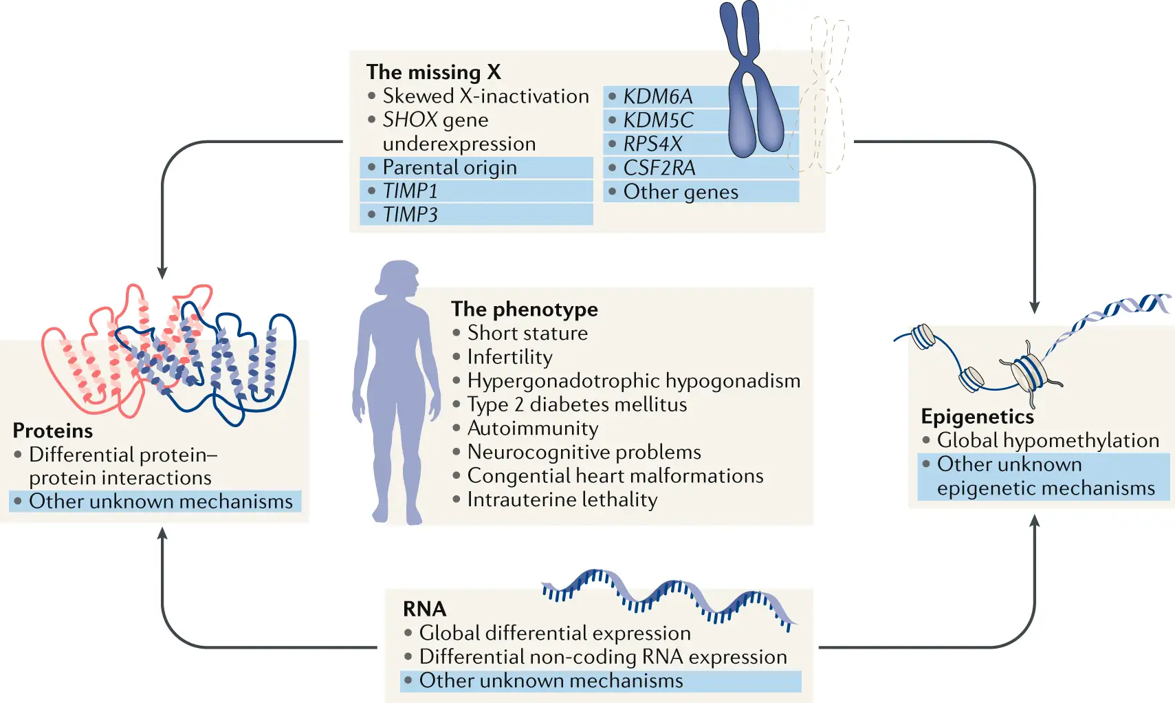 Diagrama que ilustra la monosom&iacute;a X, sus causas gen&eacute;ticas, el fenotipo asociado y los mecanismos moleculares (prote&iacute;nas, ARN, epigen&eacute;tica).
