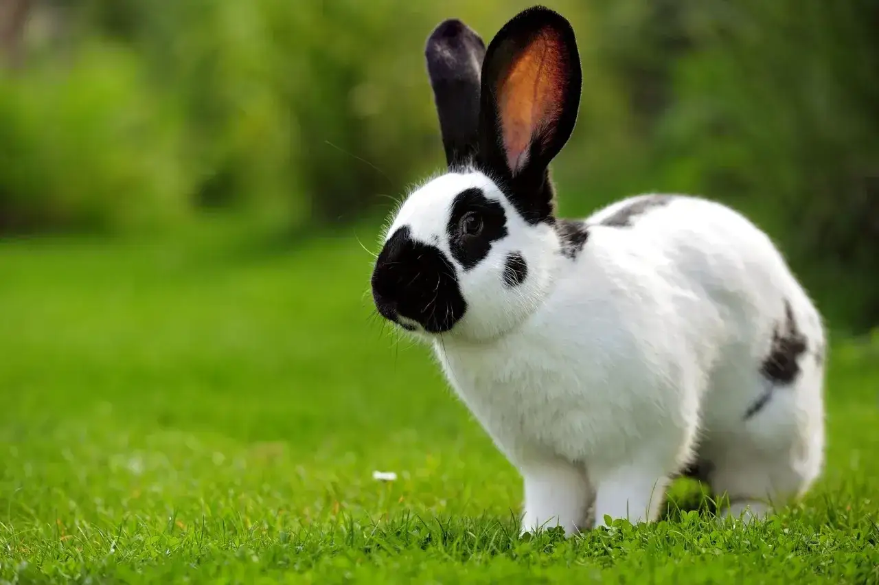 Ein schwarz-wei&szlig; gefleckter Hase auf gr&uuml;nem Gras. Sein Gewicht ist beachtlich, ein echter deutscher Riese.