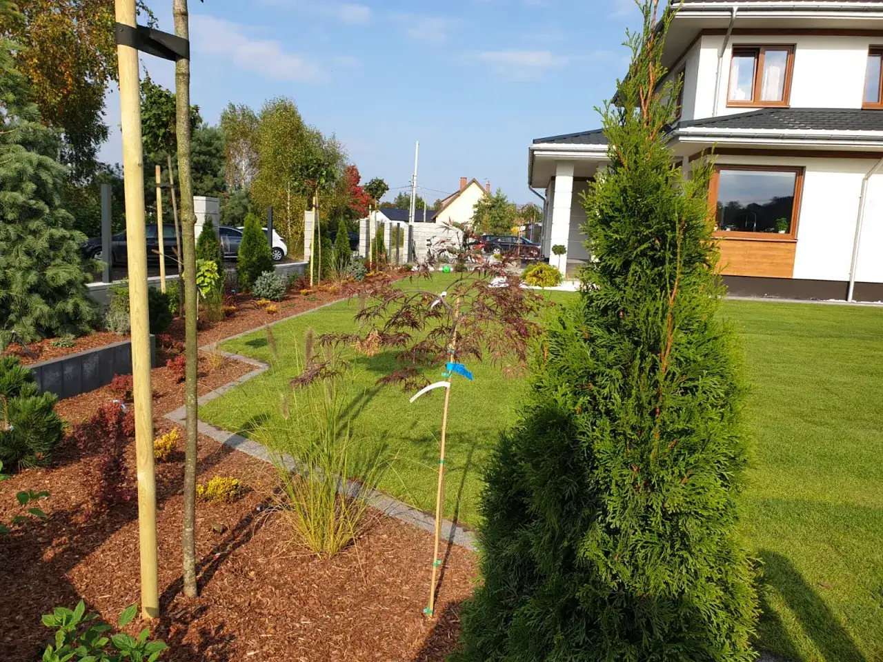 Piękny ogród z tujami, trawami ozdobnymi i młodym drzewkiem klonu. Kora pod tujami i innymi roślinami nadaje mu schludny wygląd.