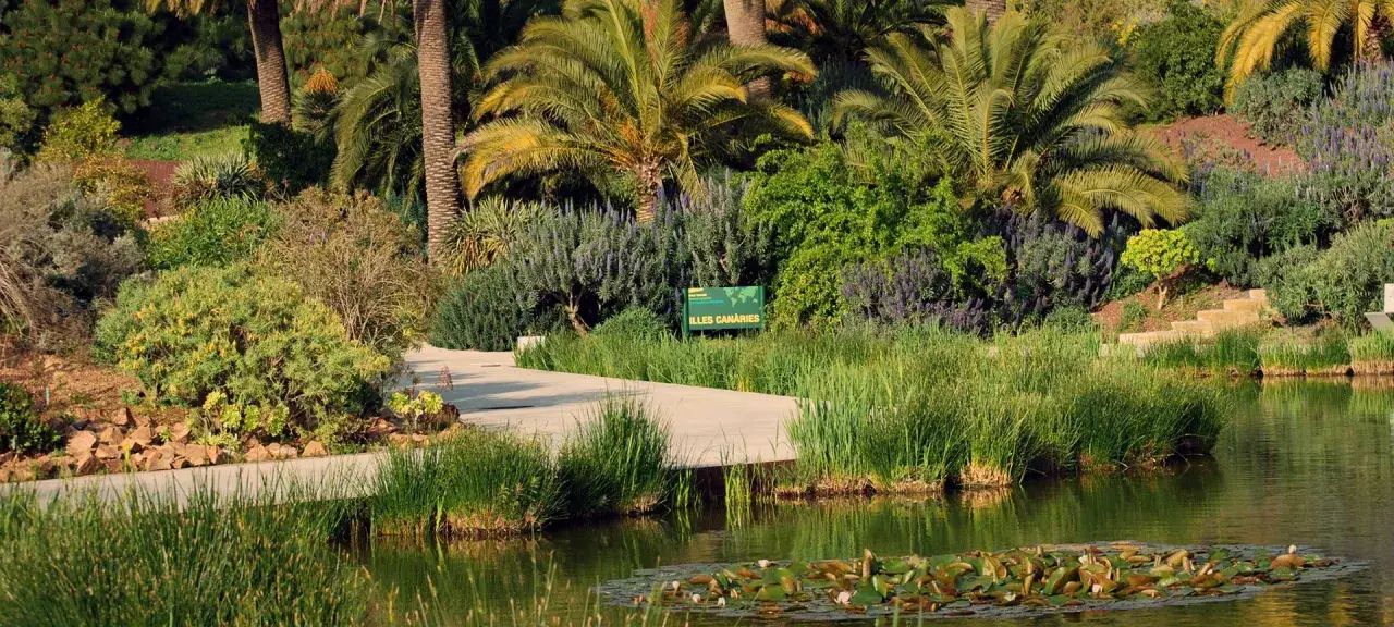 Ścieżka w **ogrodzie botanicznym Barcelona** prowadzi do stawu z liliami wodnymi, otoczonego palmami i kwitnącymi krzewami.