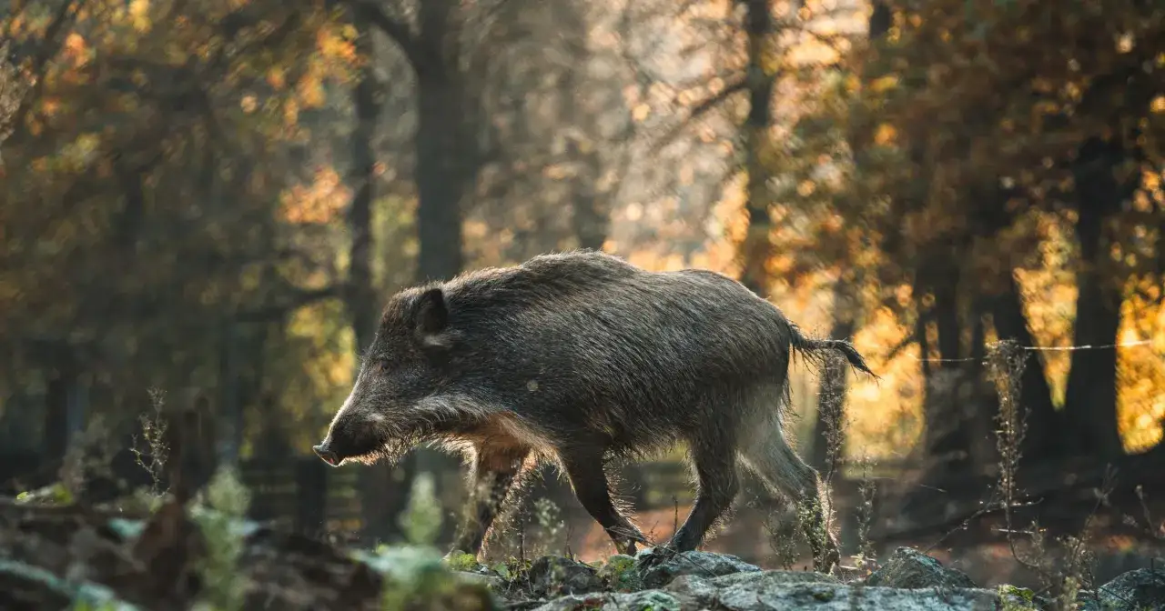 Dziki dzik przemierza jesienny las, przygotowując się do polowania.