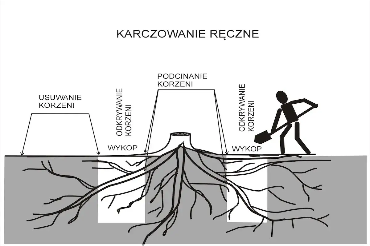 Ilustracja pokazuje ręczne usuwanie korzeni drzew. Widoczne są etapy: odkrywanie, podcinanie i usuwanie korzeni, a także wykop.