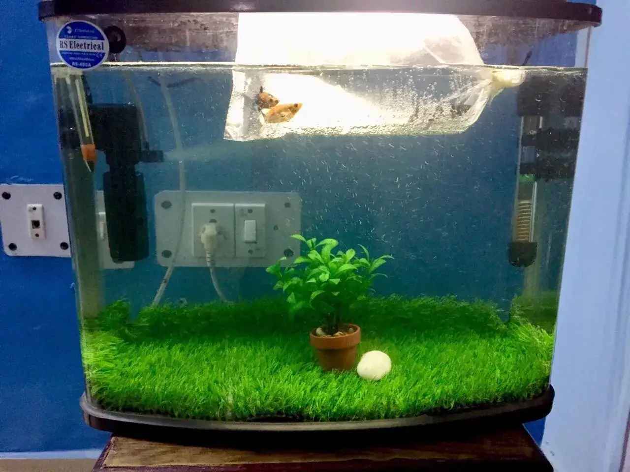 Tv&aring; sm&aring; molly fish simmar i en plastp&aring;se i ett akvarium med gr&ouml;n botten och en liten v&auml;xt.