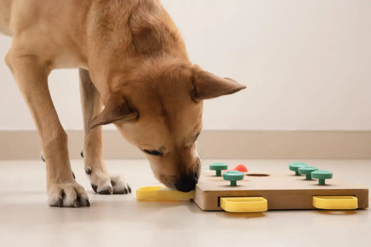 A tan dog intently uses its nose to solve a puzzle toy, engaging in stimulating nosework for dogs.
