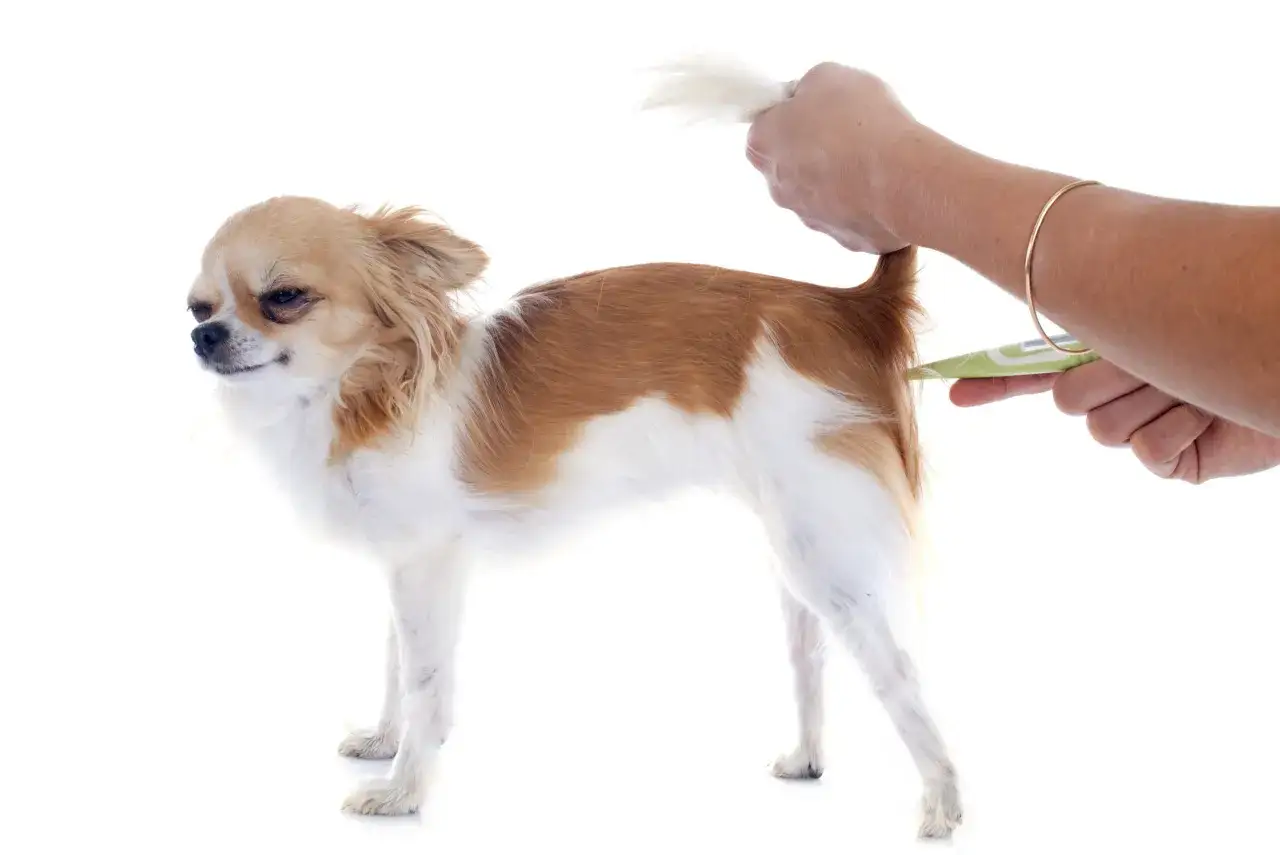 Chihuahua z podniesionym ogonem, podczas gdy ręka z termometrem zbliża się do jego tyłu.
