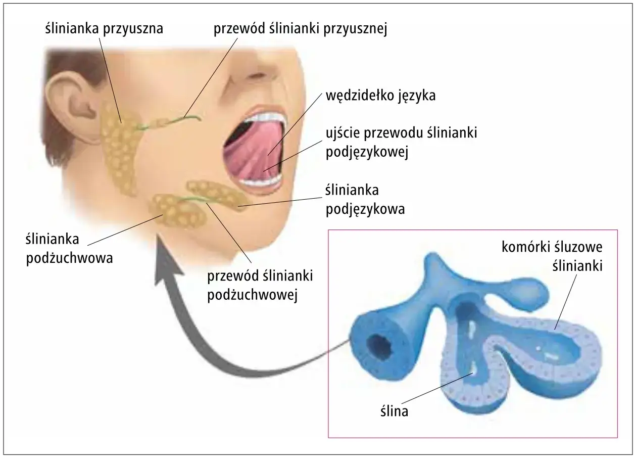 Anatomia ślinianek: przyuszna, podżuchwowa i podjęzykowa. Widok ujścia przewodu ślinianki podjęzykowej.