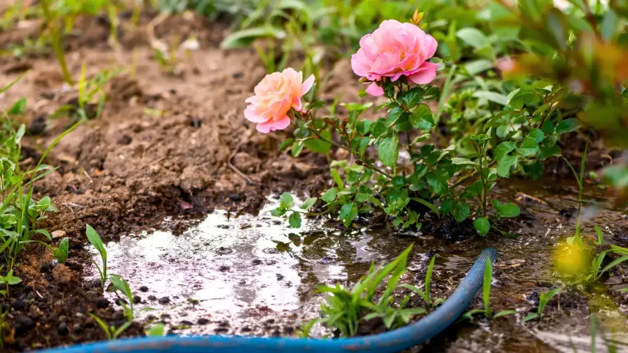 Un rosier arros&eacute; par un tuyau bleu, avec deux roses roses et orang&eacute;es &eacute;panouies dans la terre humide.