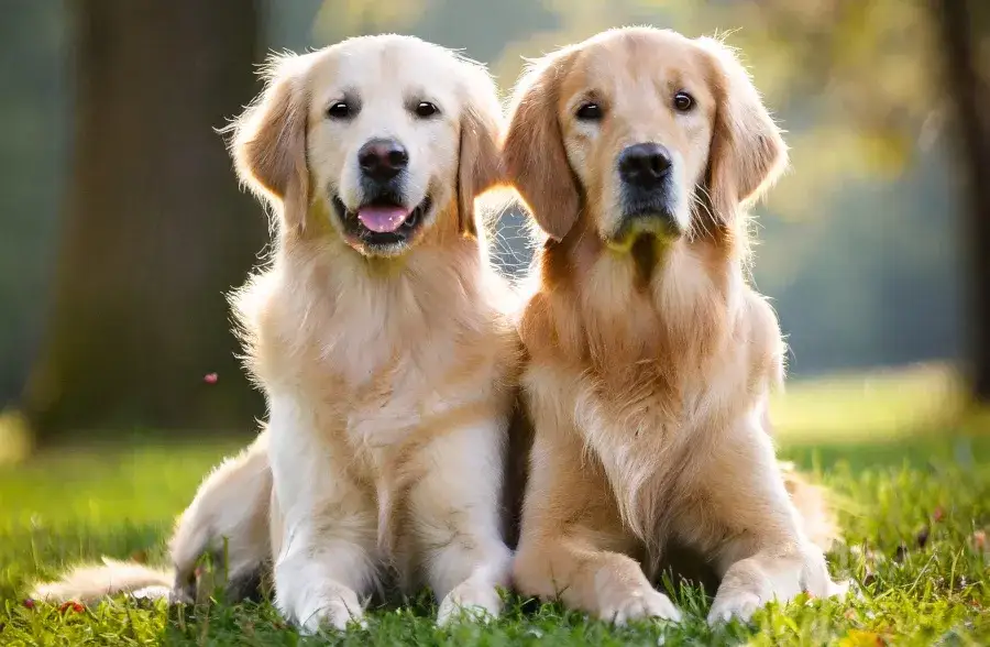 Golden Retriever suczka i pies por&oacute;wnanie wielkości