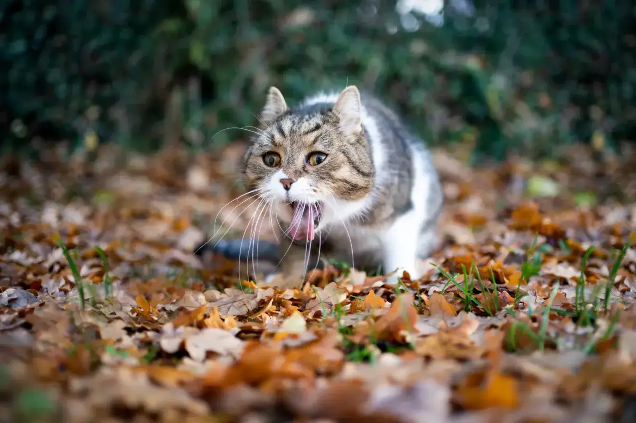 Un chat tigré, la gueule ouverte, semble avoir ingéré du poison pour chat. Il est au milieu de feuilles mortes.