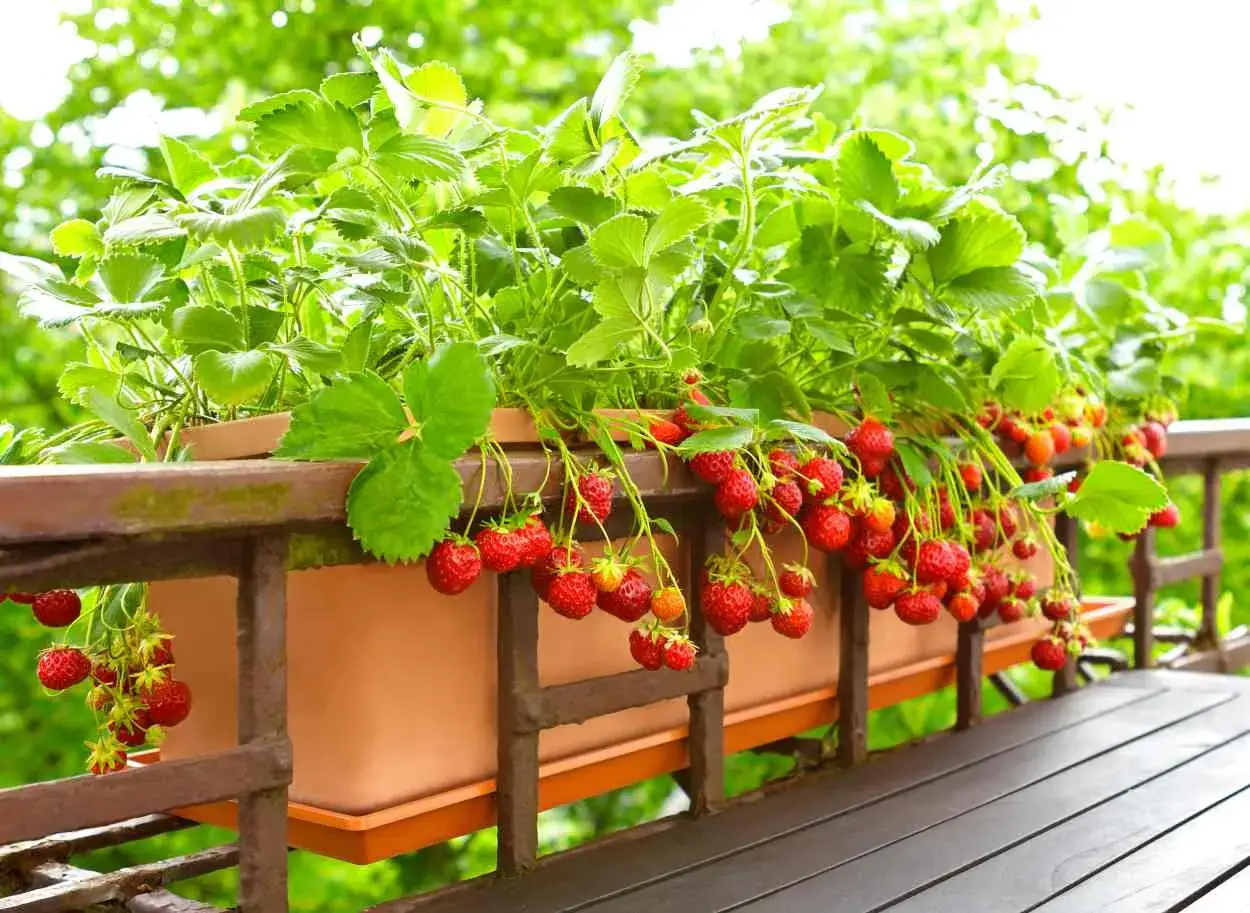Un fraisier en pot débordant de fraises rouges mûres, prêt à être cueilli sur un balcon verdoyant.