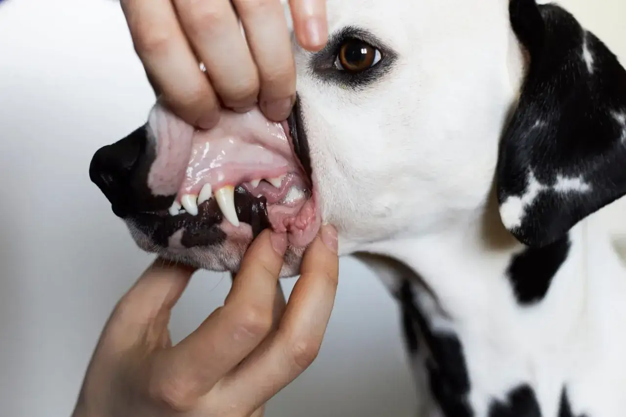 Un vétérinaire examine la bouche d'un dalmatien. La gencive chien normal est rose et saine, sans rougeur ni gonflement.