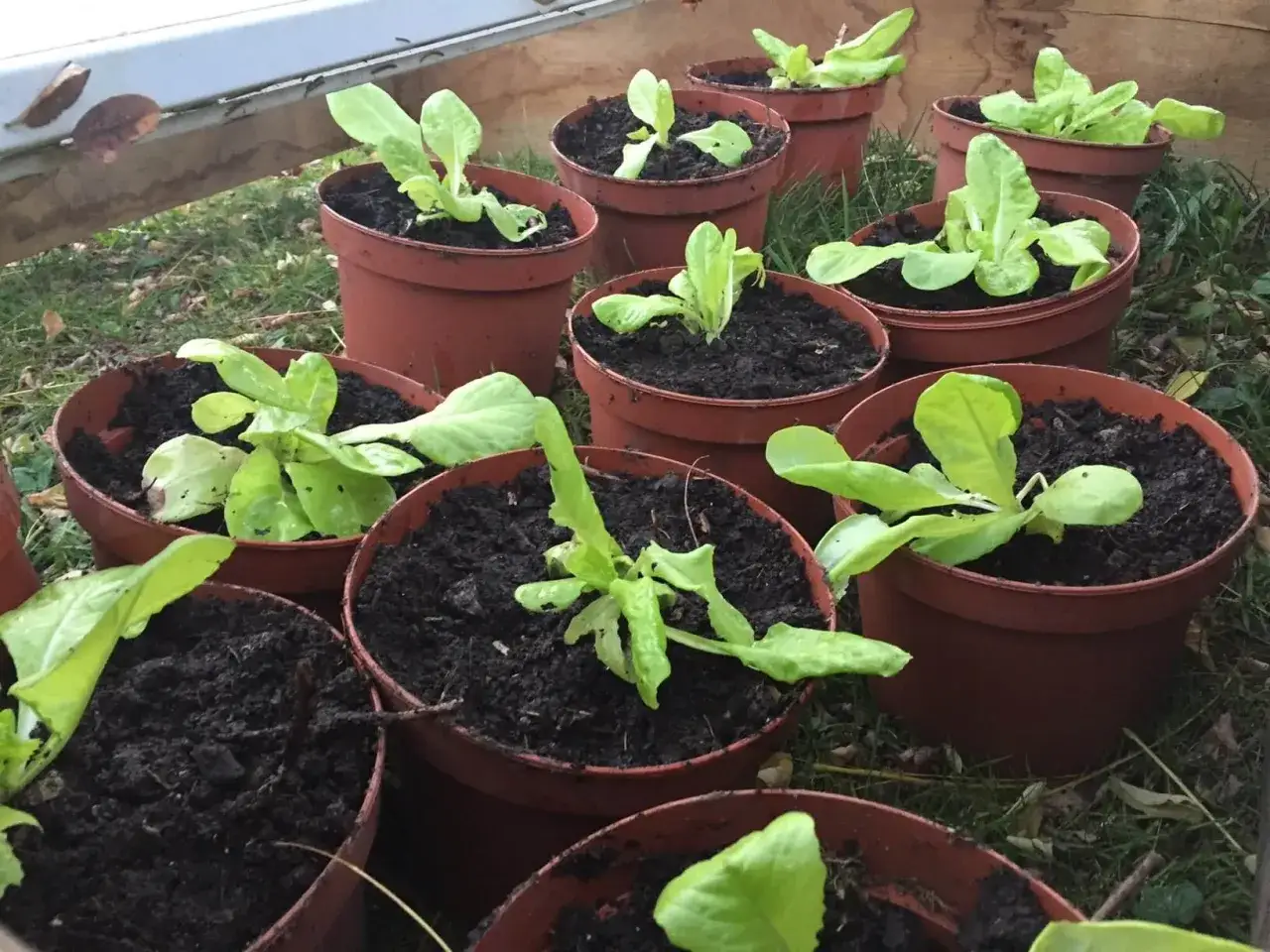 Plusieurs jeunes plants de salade &agrave; couper poussent dans des pots en terre cuite, pr&ecirc;ts &agrave; &ecirc;tre transplant&eacute;s.