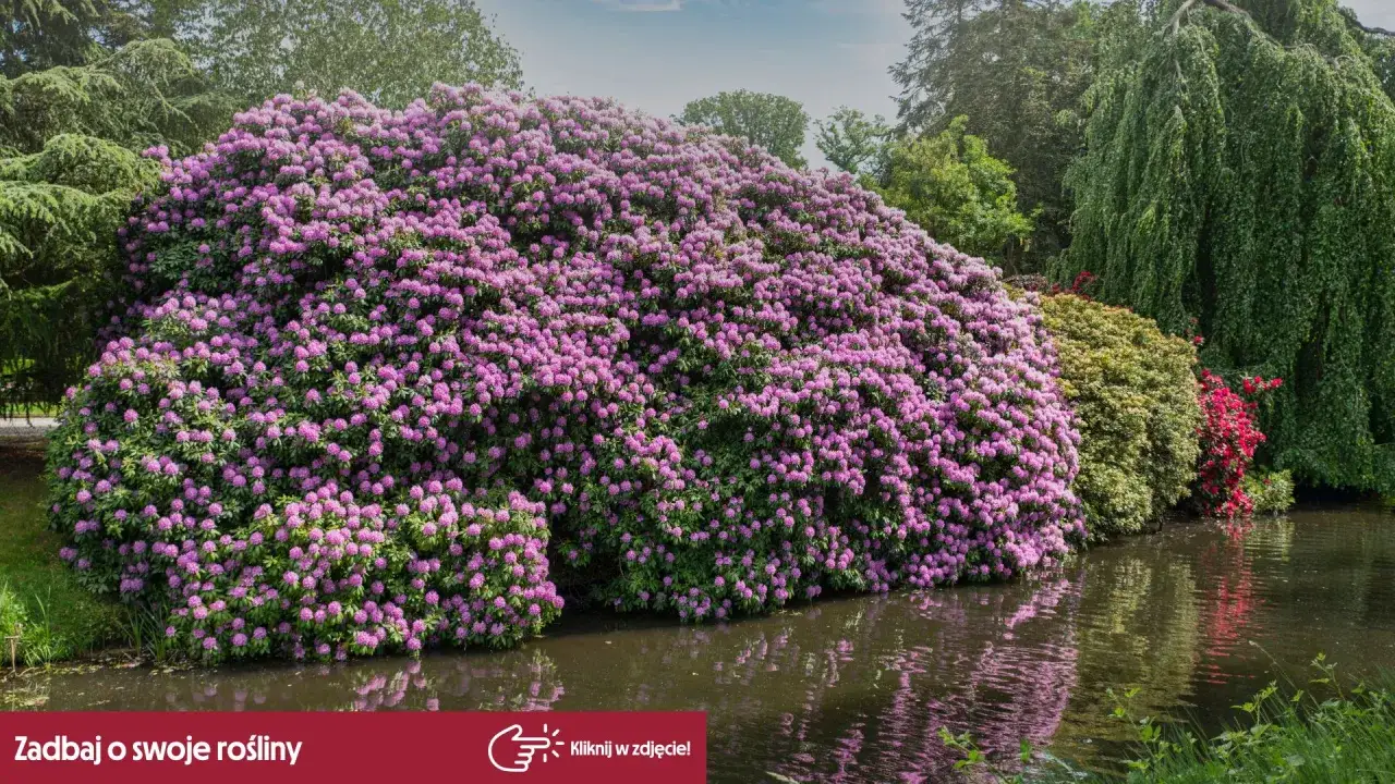 Krzew rododendronu w pełnym rozkwicie, obok wody. Dowiedz się, jak pielęgnować rododendron, by cieszyć się jego pięknem.