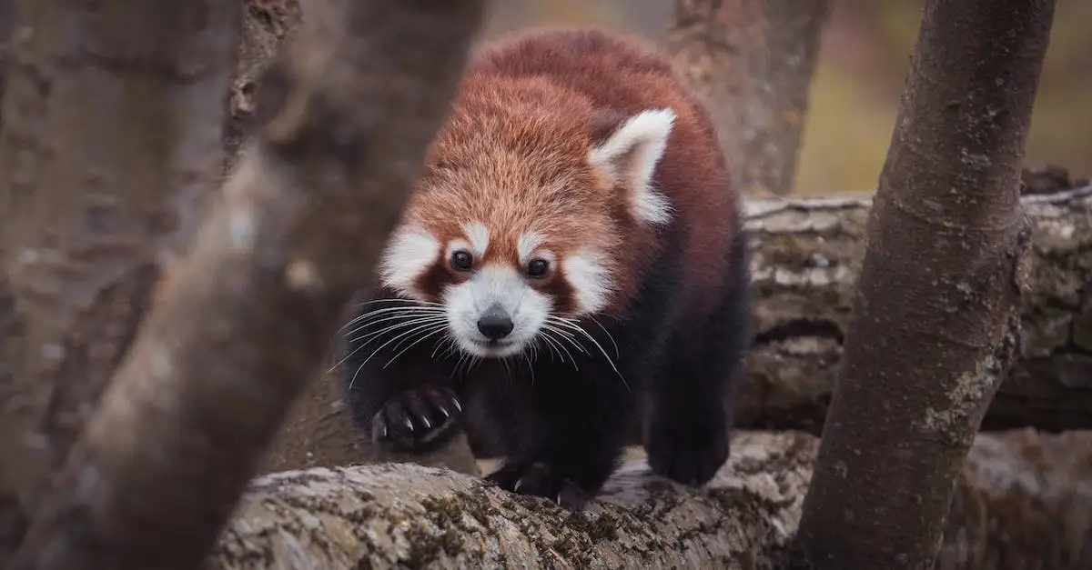 Pandy panda w polskich zoo - gdzie zobaczyć te urocze zwierzęta?