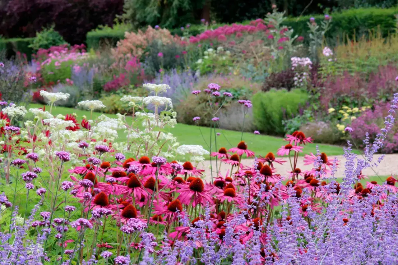 Bunte Blumenpracht im Garten, ideal f&uuml;r verschiedene bienen arten. Rosa Echinacea und lila Lavendel bl&uuml;hen &uuml;ppig.