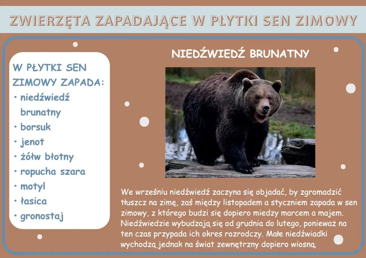 Brązowy niedźwiedź przygotowuje się do zimy, gromadząc tłuszcz. Od listopada do stycznia zapada w sen zimowy, z którego budzi się wiosną.