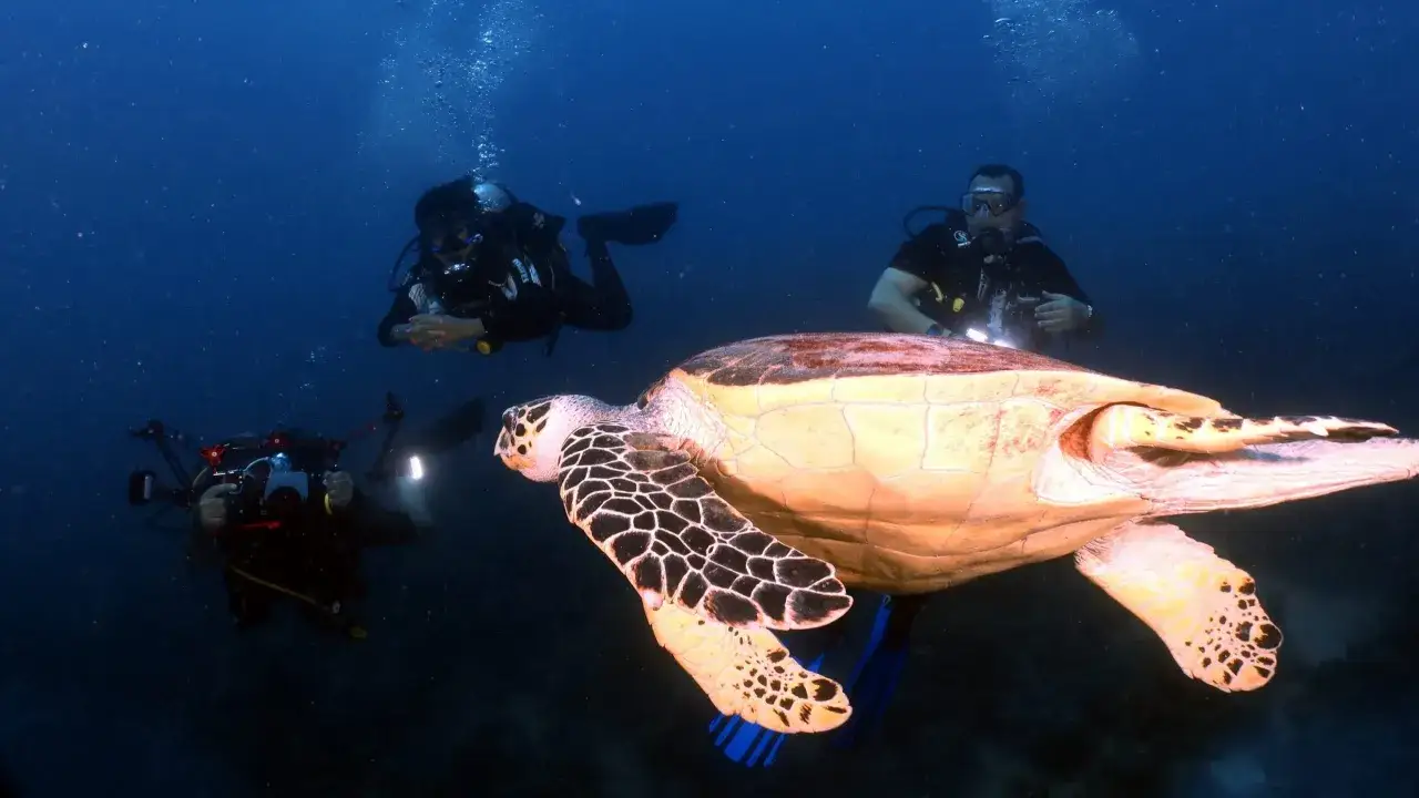 Podczas nurkowania w Marsa Alam, uważaj na ż&oacute;łwie morskie. Trzech nurk&oacute;w obserwuje jednego z nich.