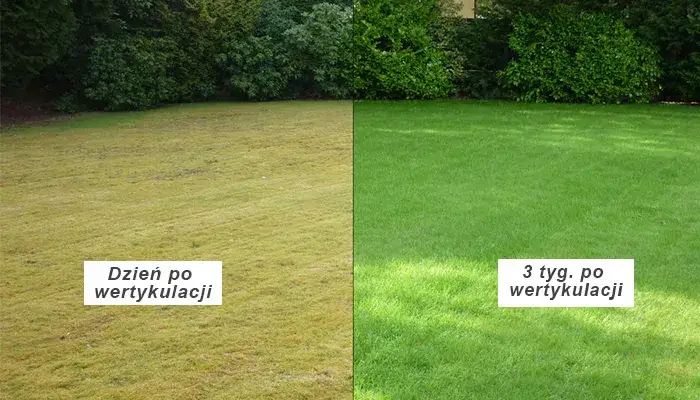 Wertykulacja trawnika przed i po