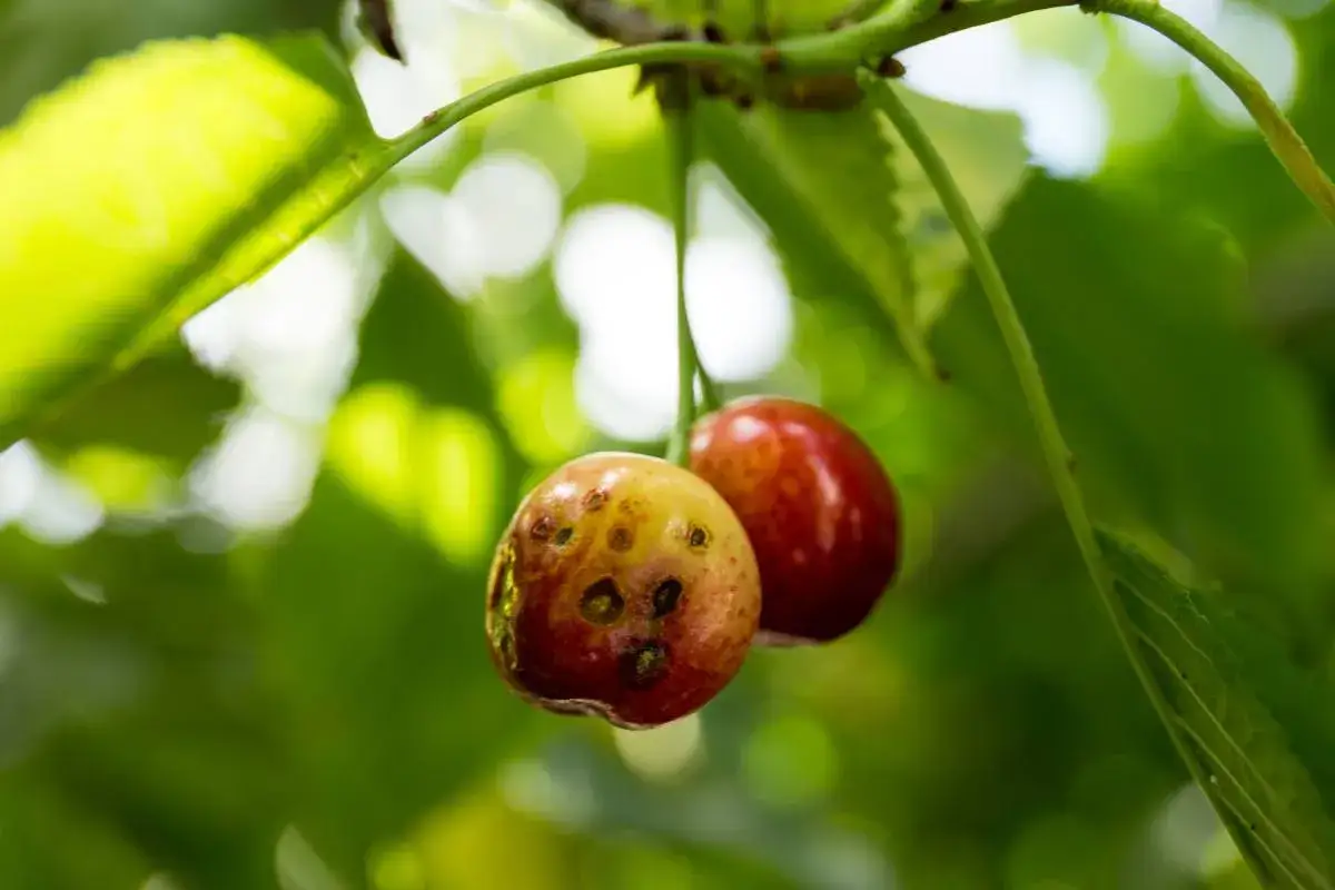 Deux cerises sur une branche, l'une est saine, l'autre montre des marques de maladie du cerisier.