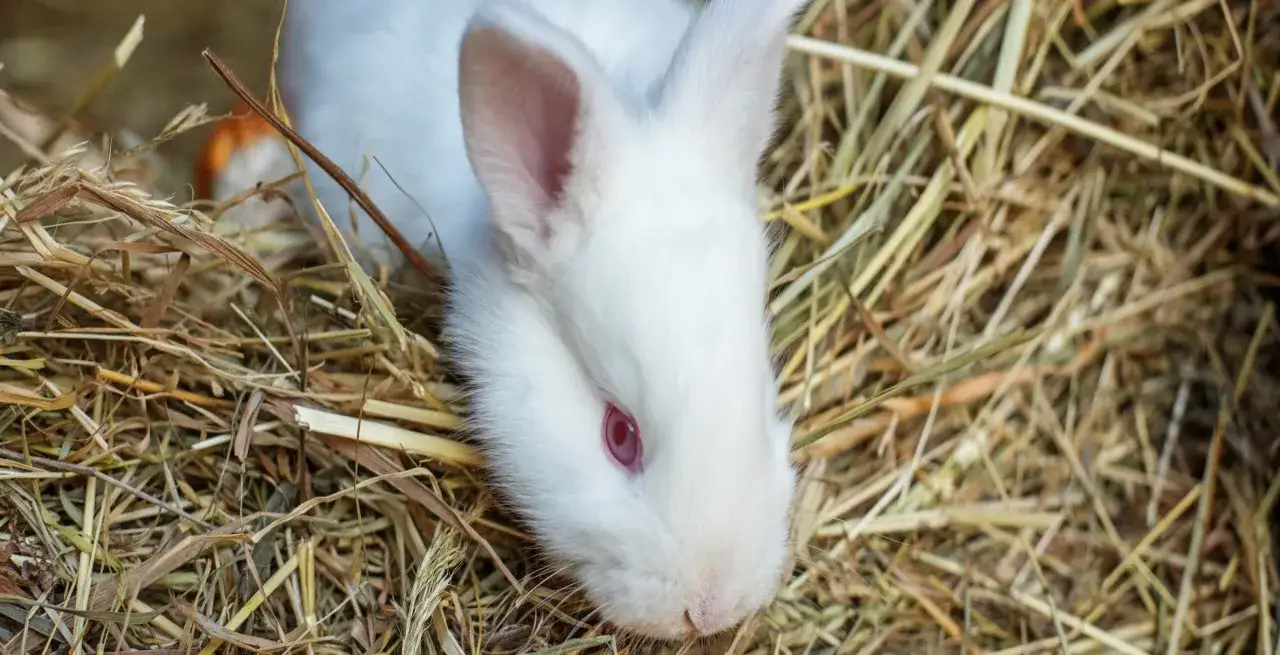 Un tierno conejo blanco con ojos rosados descansa entre heno seco. &iquest;Cu&aacute;nto vive un conejo? Con buenos cuidados, &iexcl;muchos a&ntilde;os!