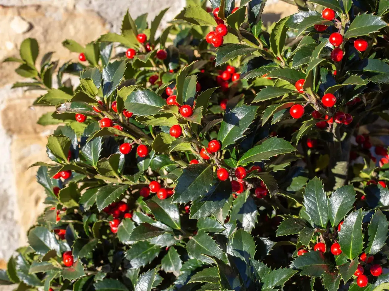 Ein Ilex mit vielen roten Beeren und grünen Blättern, bereit zum Schneiden.
