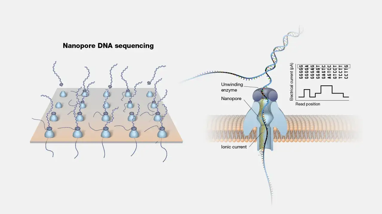 Ilustración de secuenciación por nanoporos: ADN pasa por un nanoporo, generando una corriente iónica que se registra.