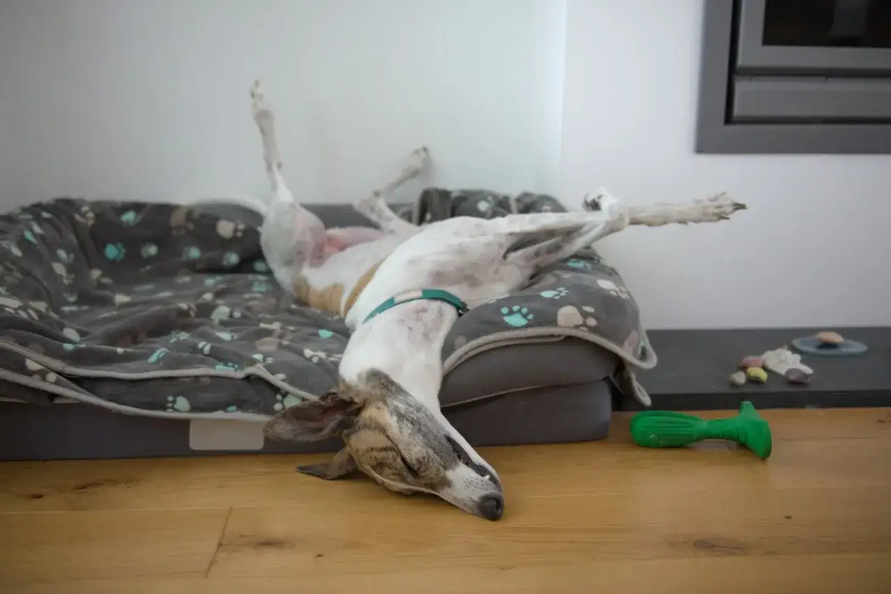 En greyhound hund ligger helt utsträckt och sover djupt på sin hundbädd.
