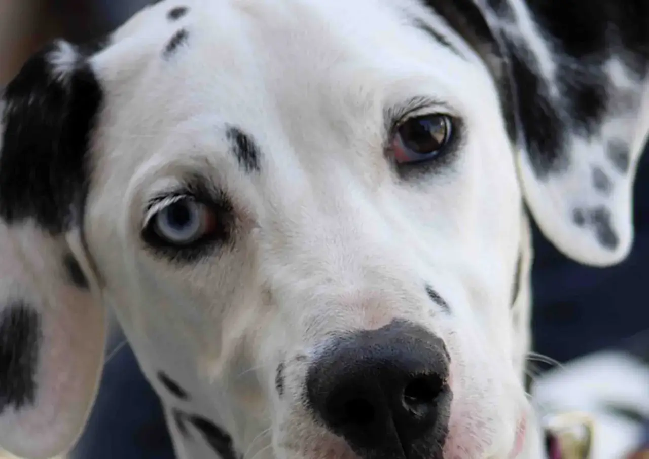 Dalmatyńczyk z heterochromią: jedno oko brązowe, drugie błękitne.