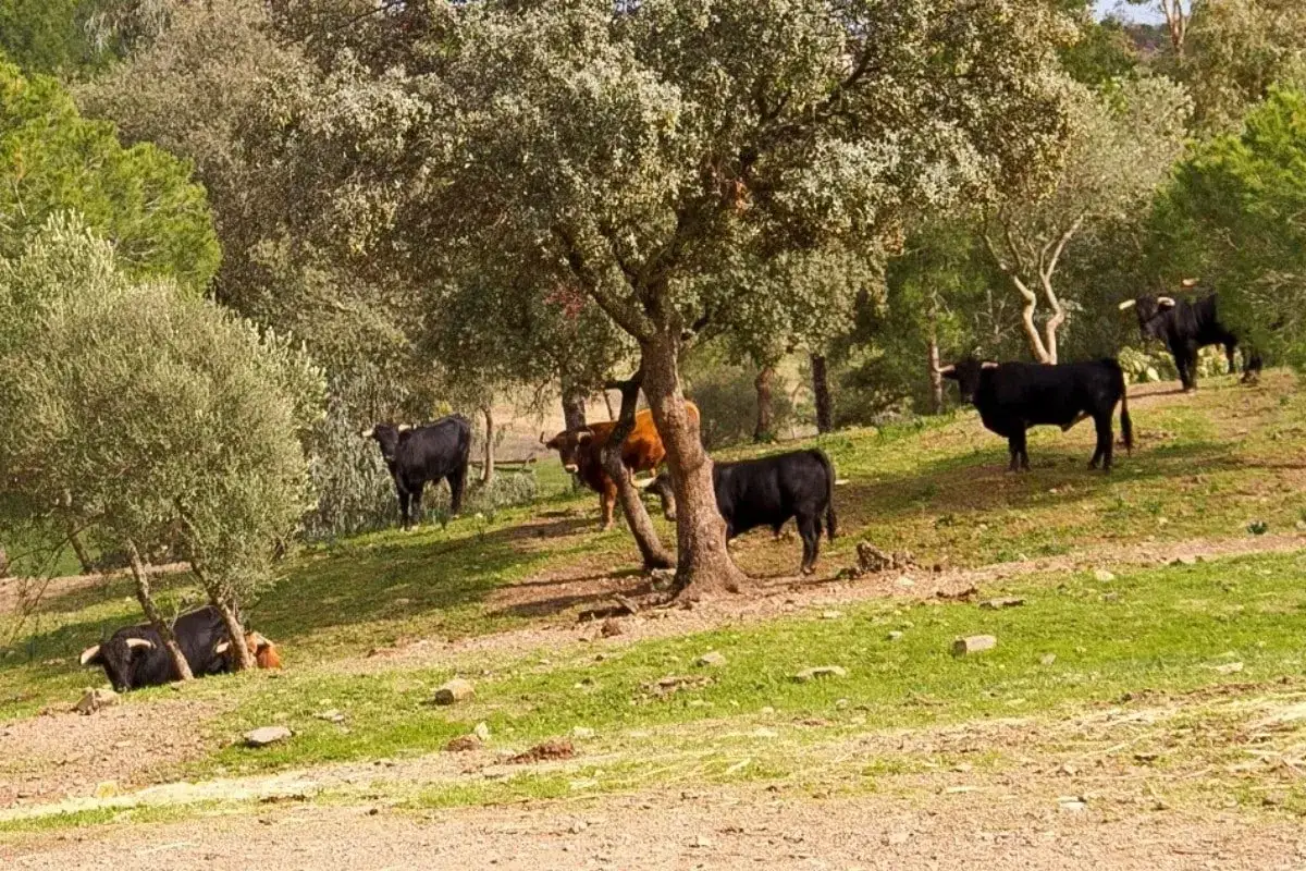 Toros bravos pastan en un prado verde bajo la sombra de &aacute;rboles. La ganader&iacute;a Los Ronceles cr&iacute;a estos animales en un entorno natural.