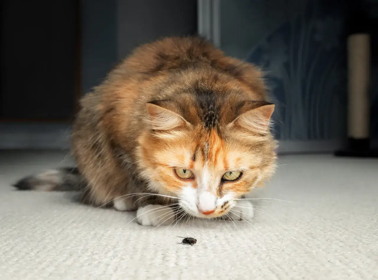 A calico cat intently stalks a small insect on a carpet. Do cats eat roaches? This one seems curious.